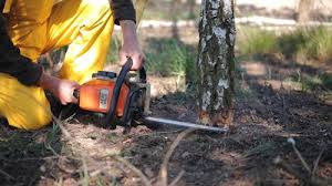 Tree and Shrub Care in Reidsville, NC